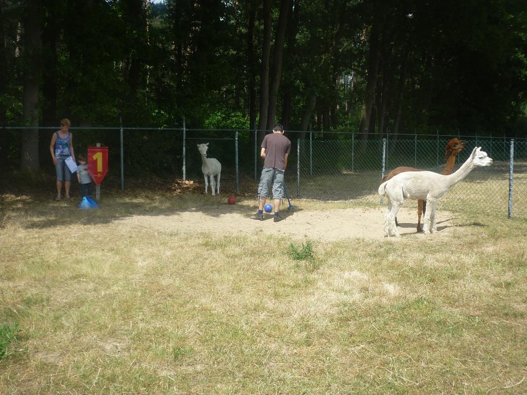Apartmán De Alpacaboerderij Bocholt Exteriér fotografie