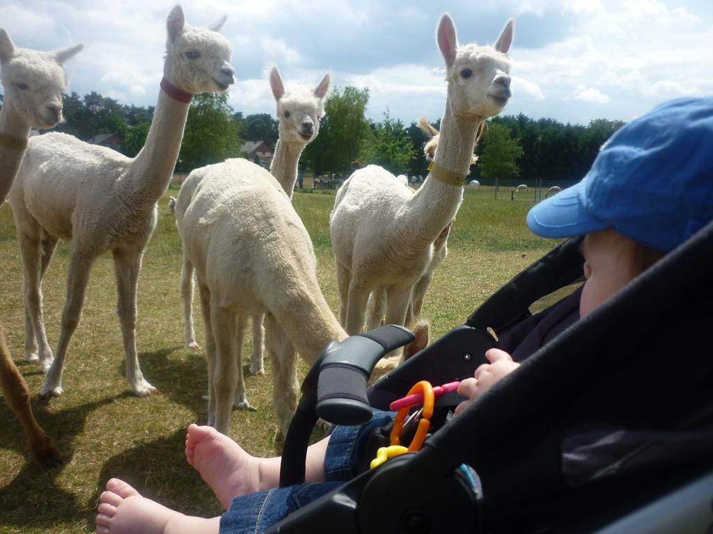 Apartmán De Alpacaboerderij Bocholt Exteriér fotografie