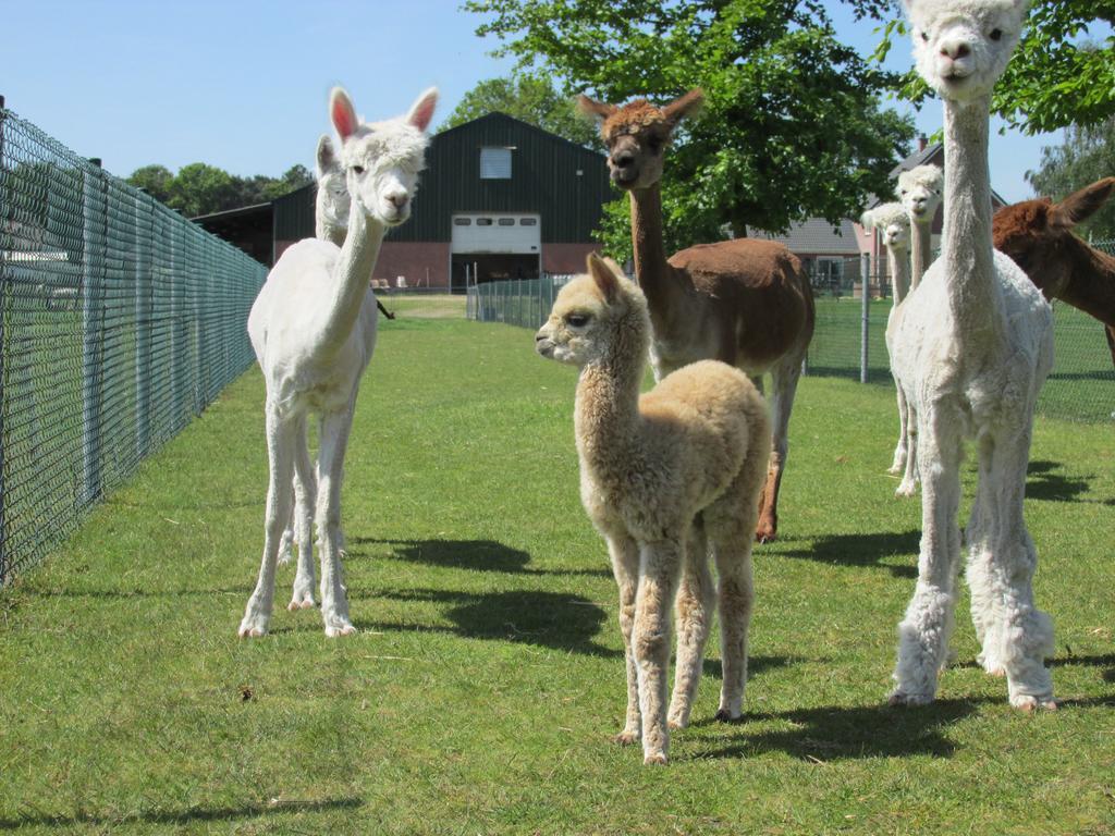 Apartmán De Alpacaboerderij Bocholt Exteriér fotografie
